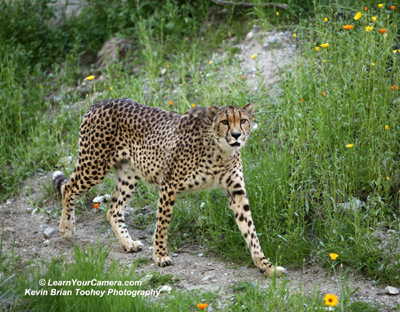 cheetah